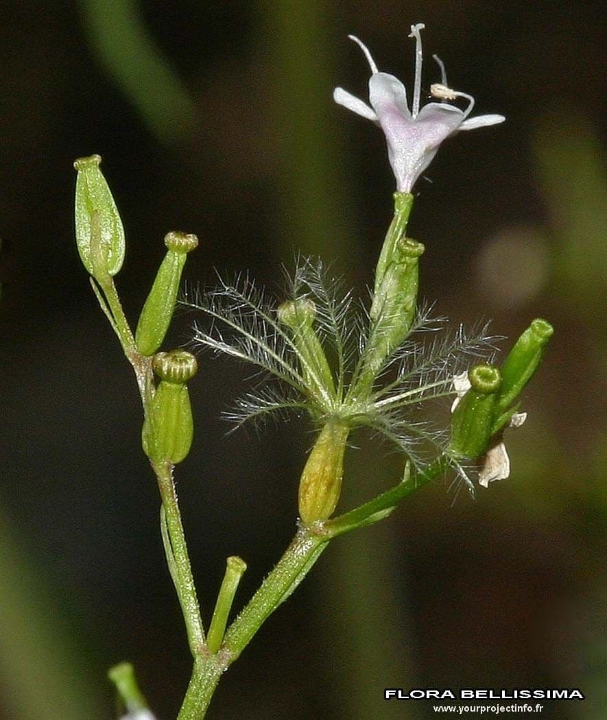 Valeriana trifogliata 4