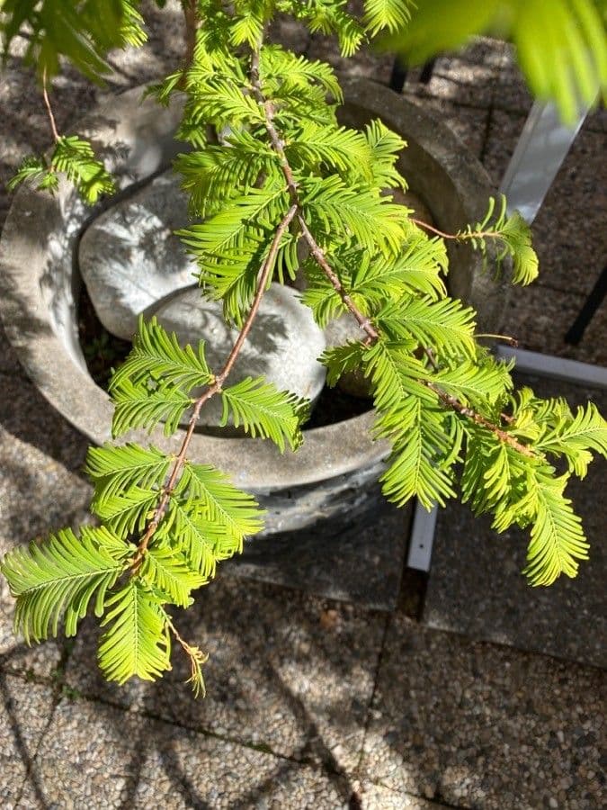 Sequoia della aurora 16