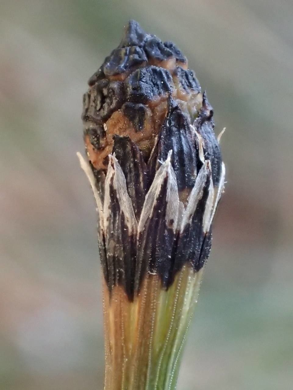 Equiseto variegato 2