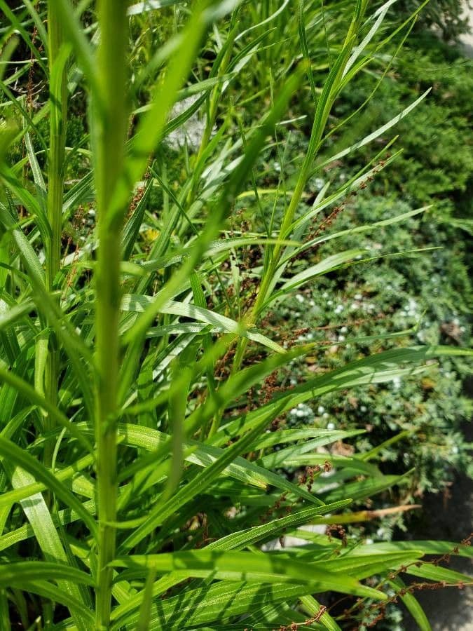 Liatris 12