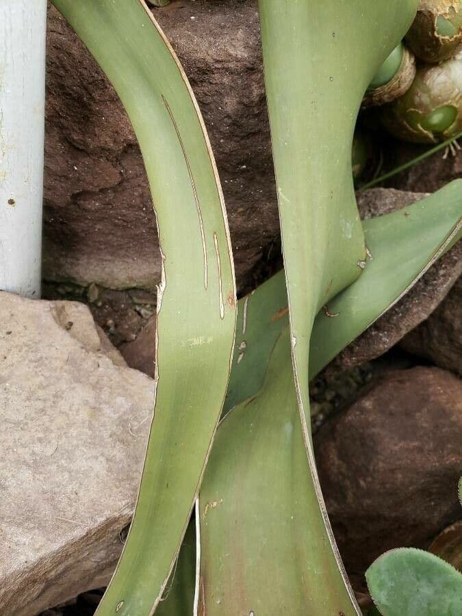 Welwitschia 16