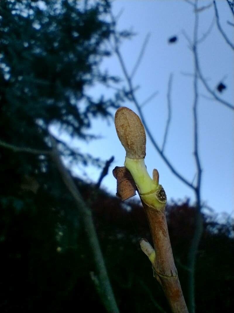 Tulipifero 30