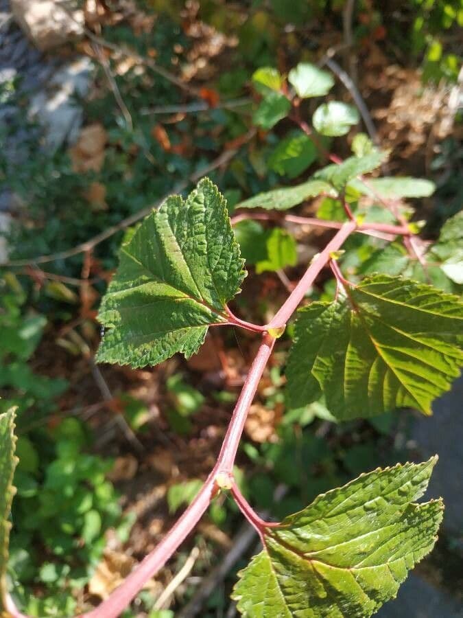 Neillia 4