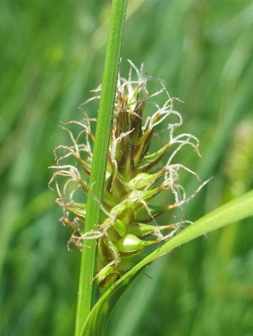 Turzyca Hosta 10