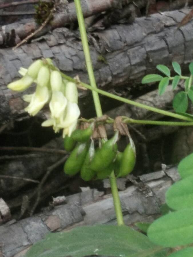 Astragalo 2