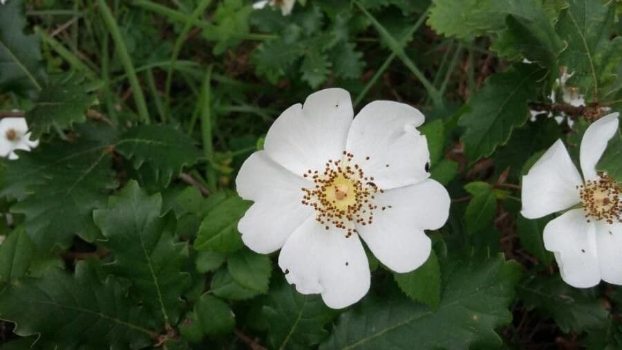 Rosa 7