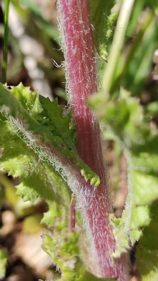 Senecio 18