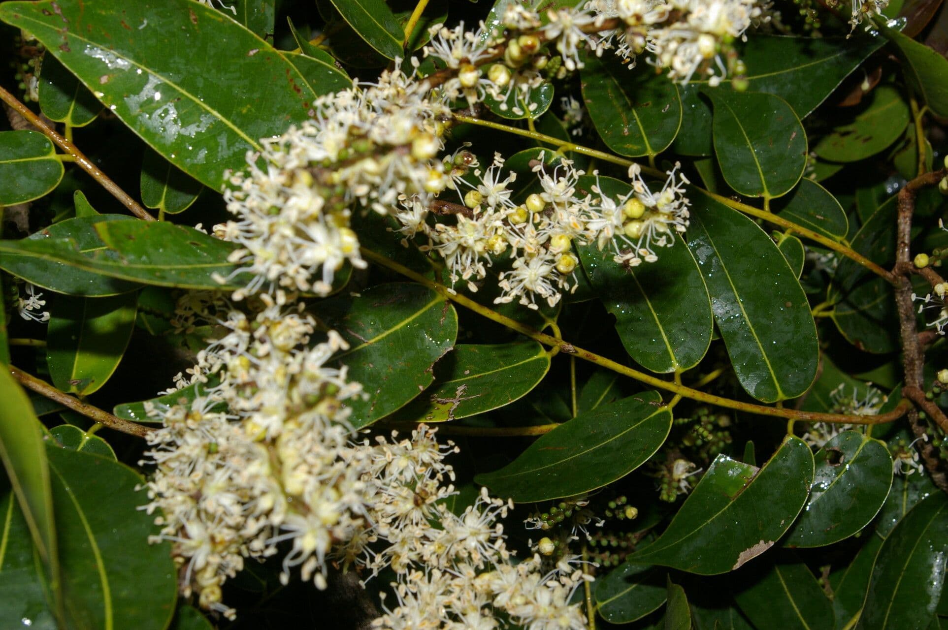 Copaiba 4