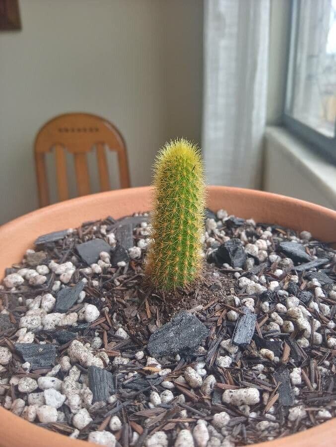 Cleistocactus