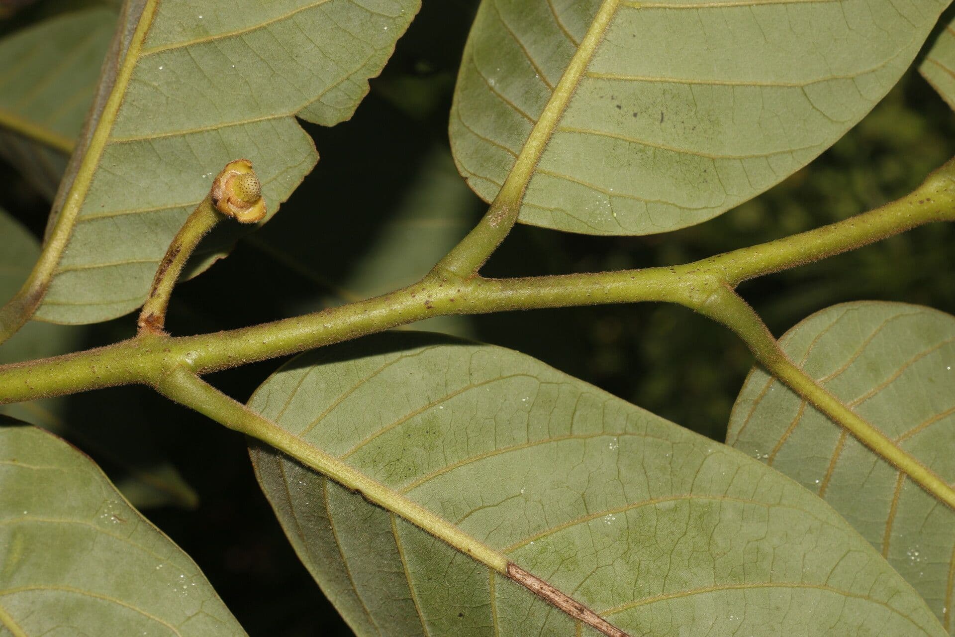 Annona 8