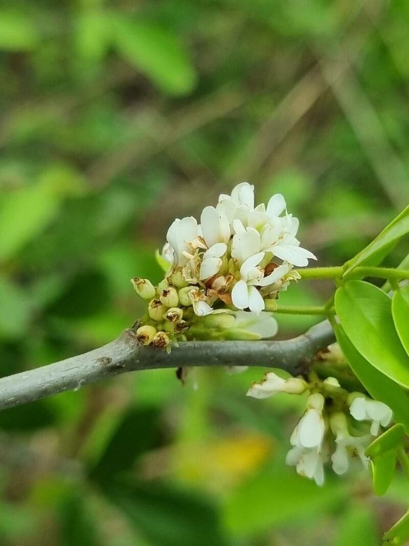 Dalbergia 2