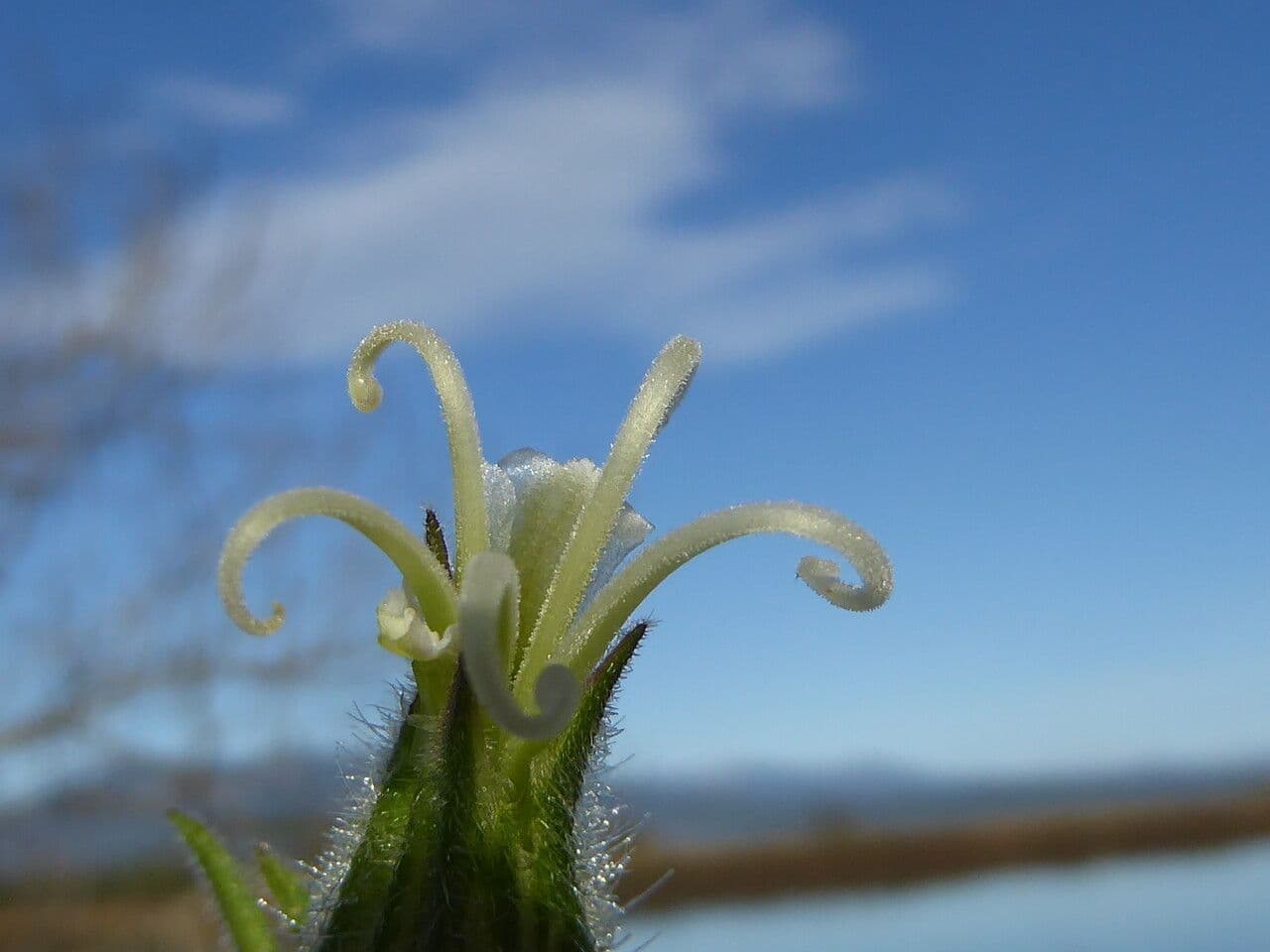 Silene bianca 29