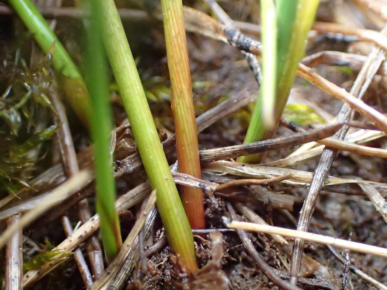 Giunco filiforme 24