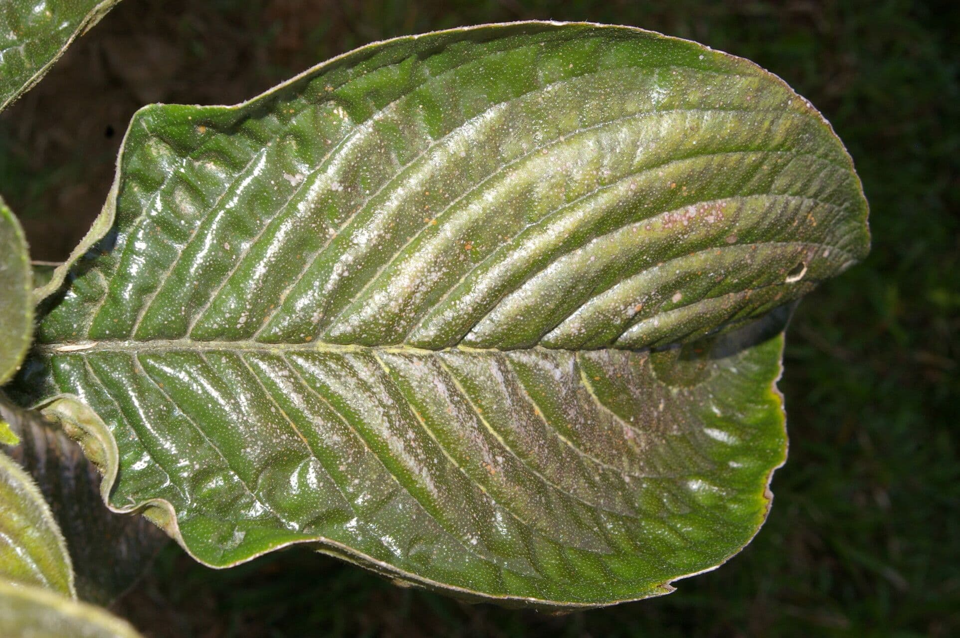 Besleria 8