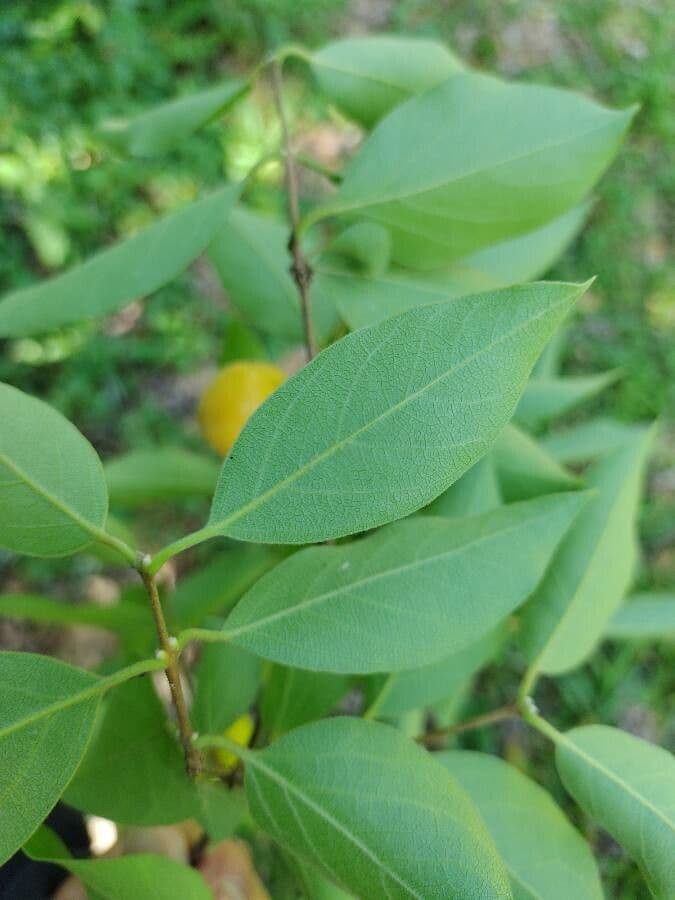 Eugenia 8