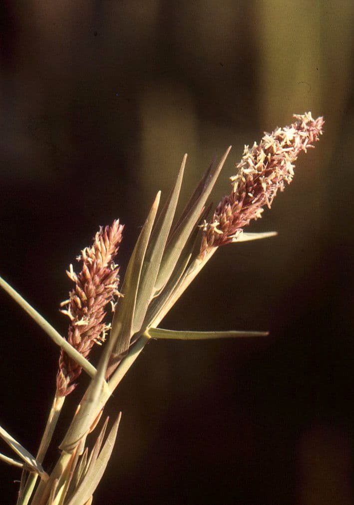 Sporobolus 28