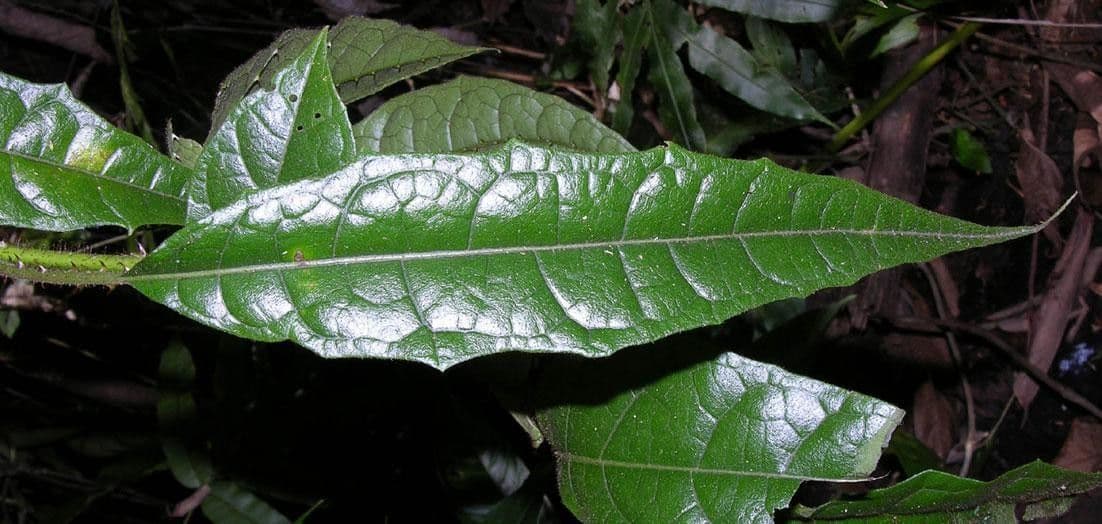Solanum 9