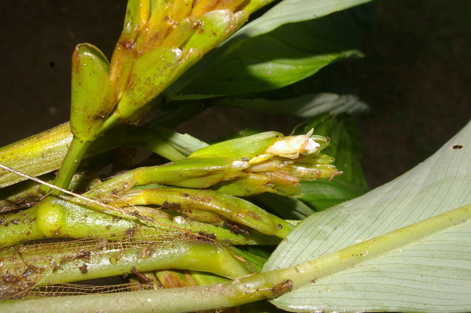 Hylaeanthe 7