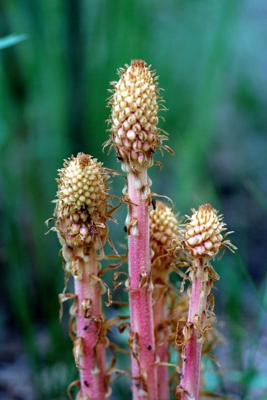 Pterospora andromedea