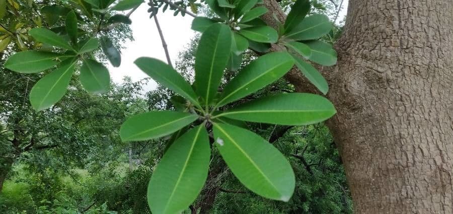 Alstonia 18