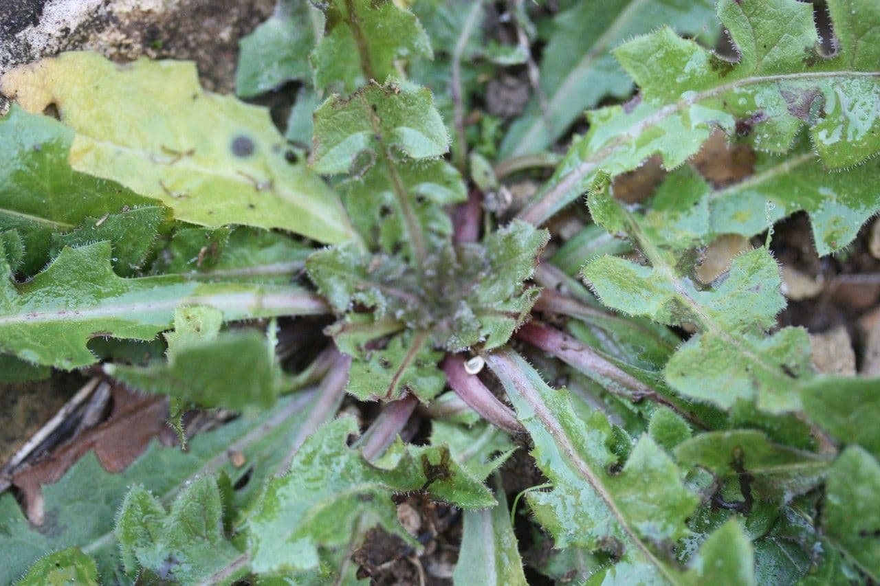 Radicchiella vescicosa 25