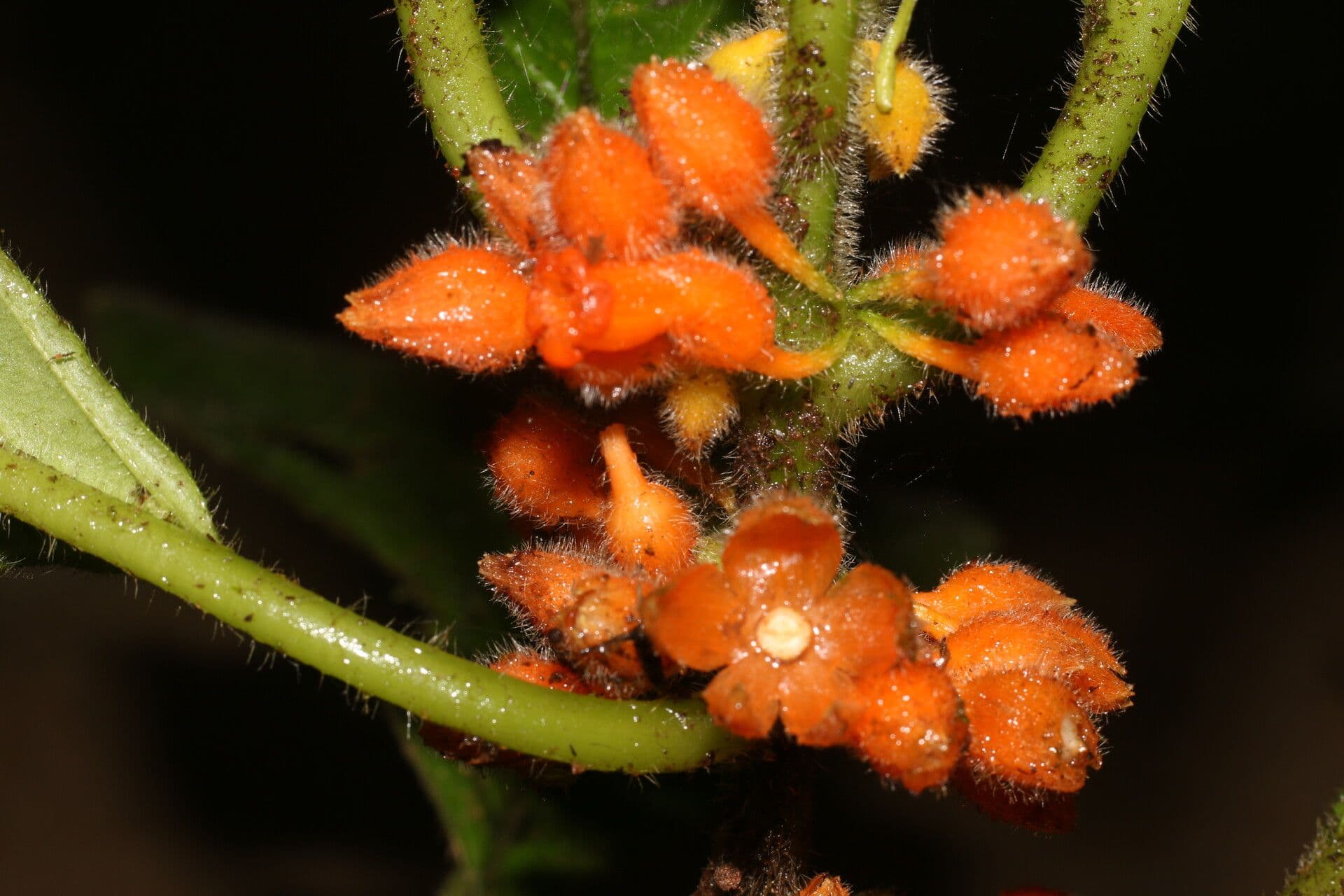 Besleria 2