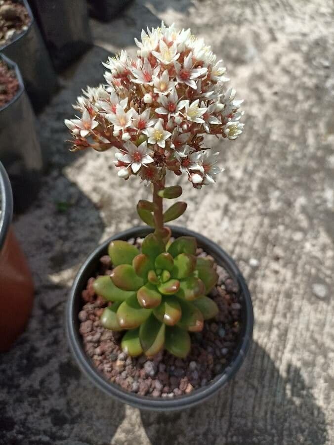 Sedum lucido 3