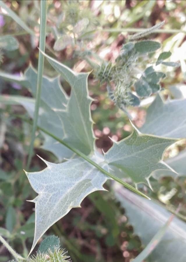 Panicaut champêtre 20