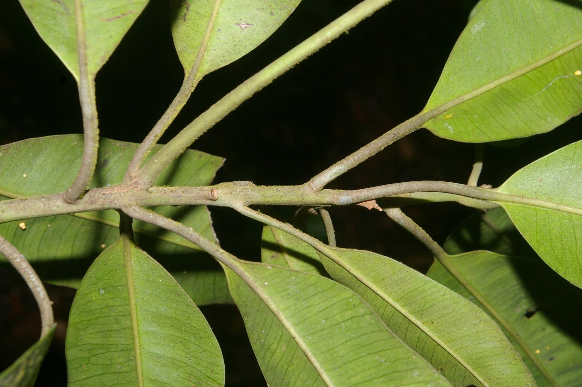 Aspidosperma 7