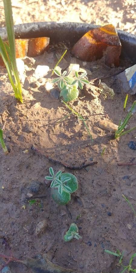 Lupinus texensis 18