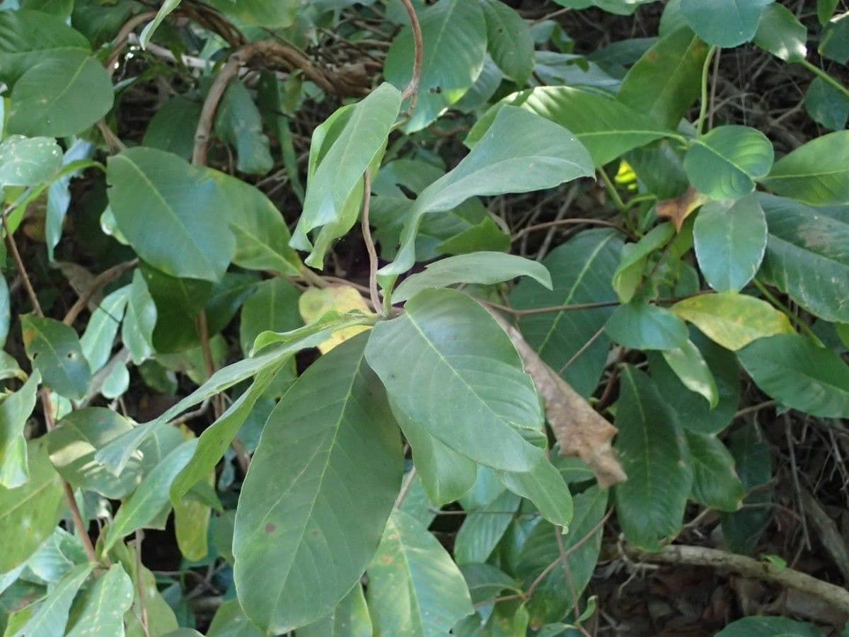 Tetracera 3