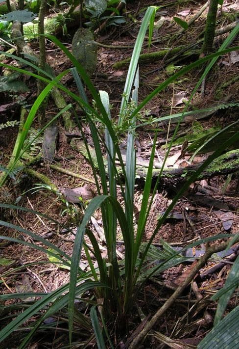 Miliifolius Zypergras