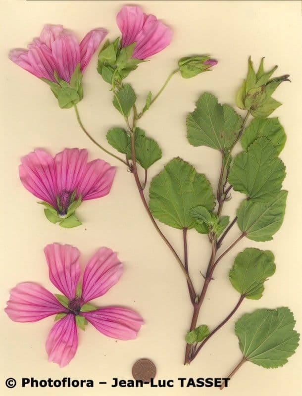 Malope 6