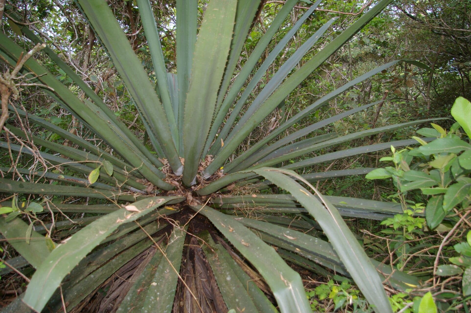 Agave 10