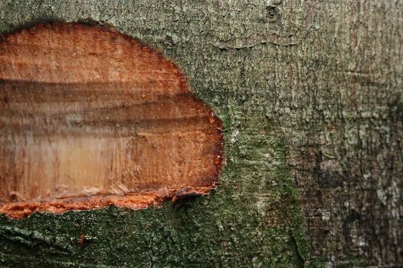 Spruce Cashew 13