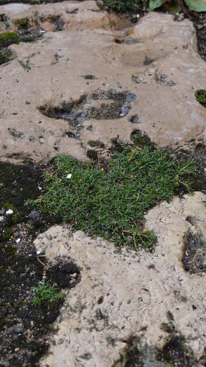 Sagina sdraiata 13