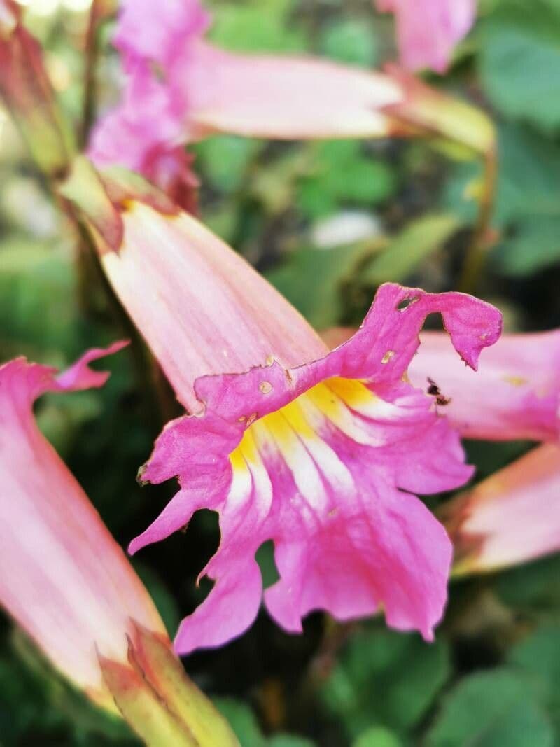 Incarvillea 2