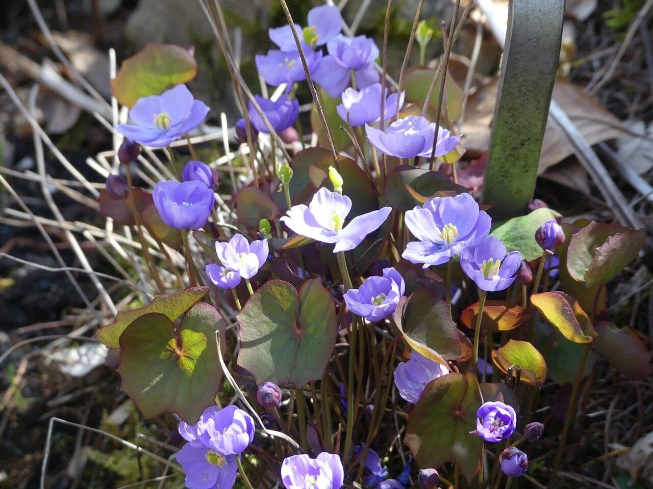 Plagiorhegma dubium 7
