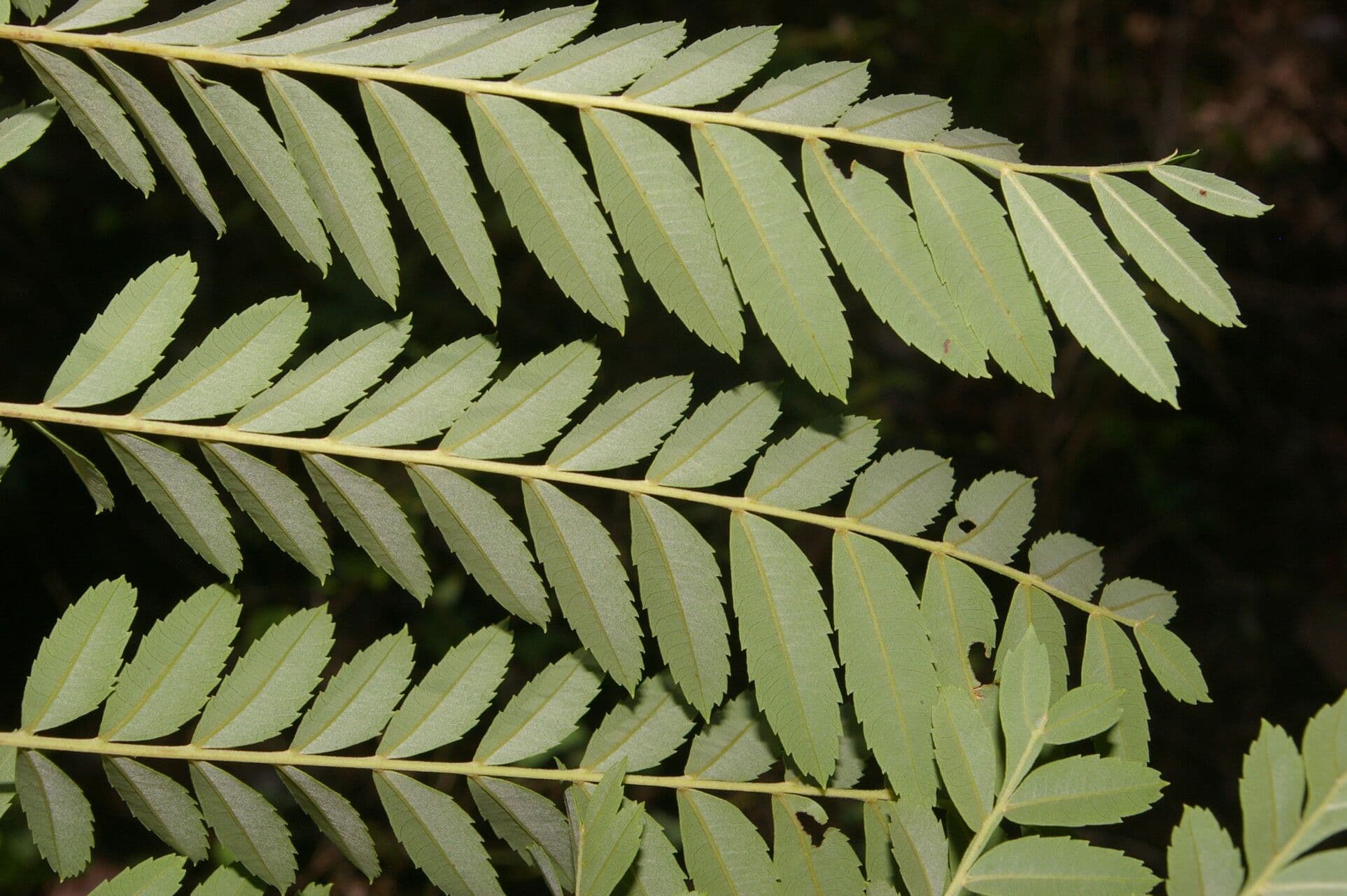 Dilodendron 10