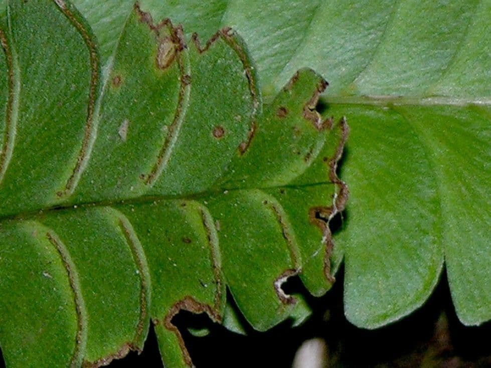 Lindsaea lancea 5