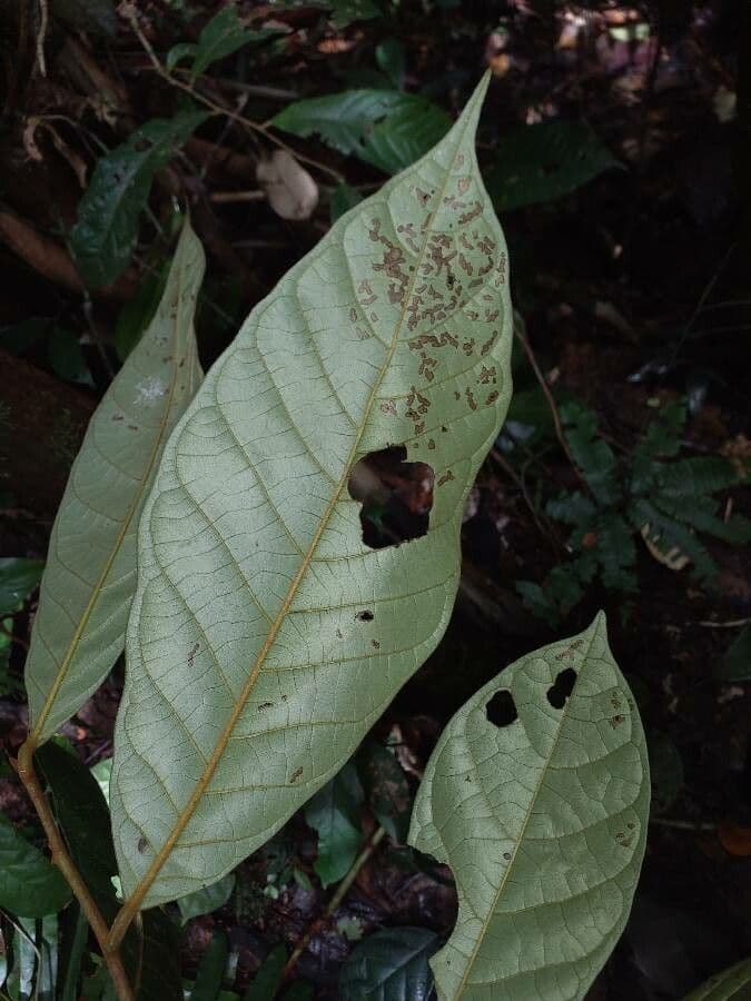 Ambotay 4
