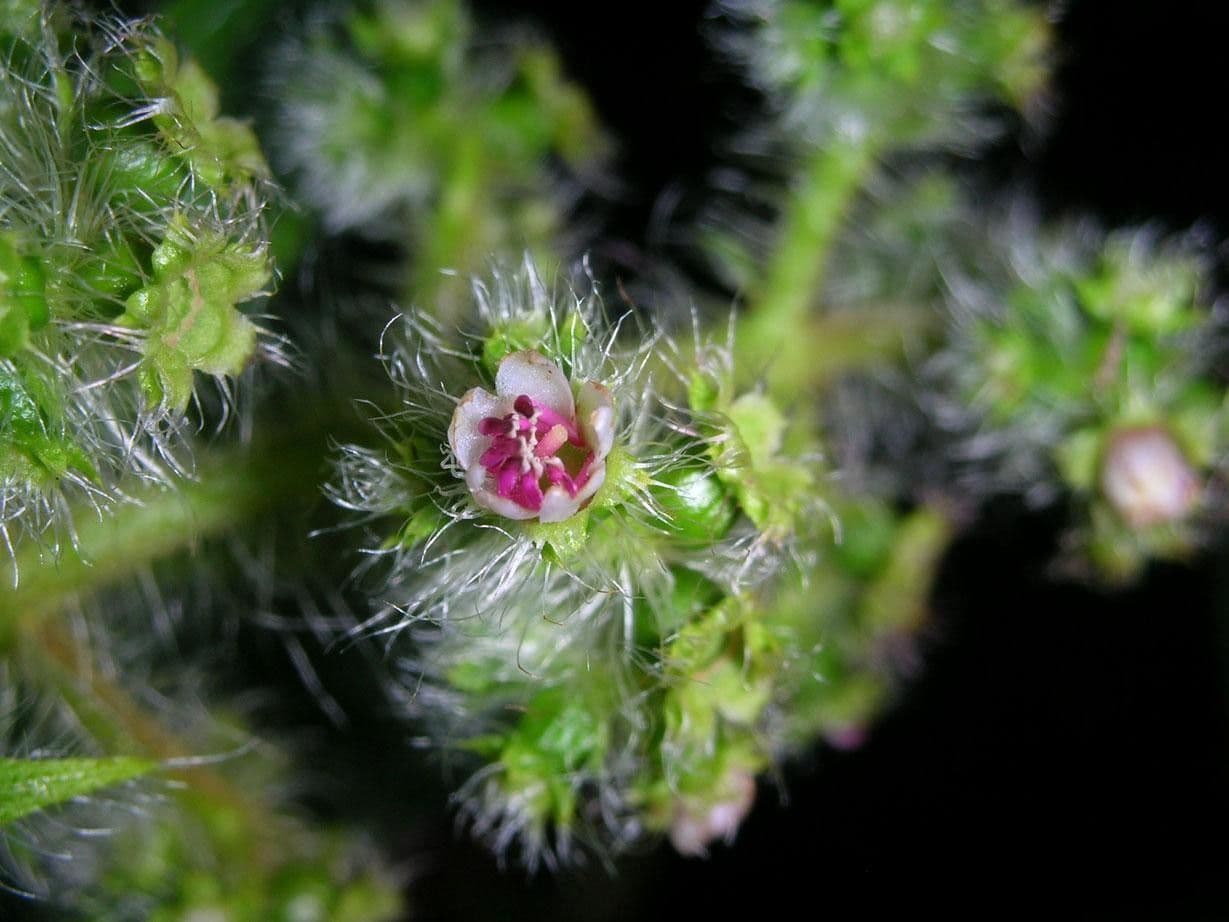 Miconia 7