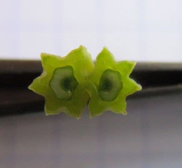 Pleurospermum austriaco 5