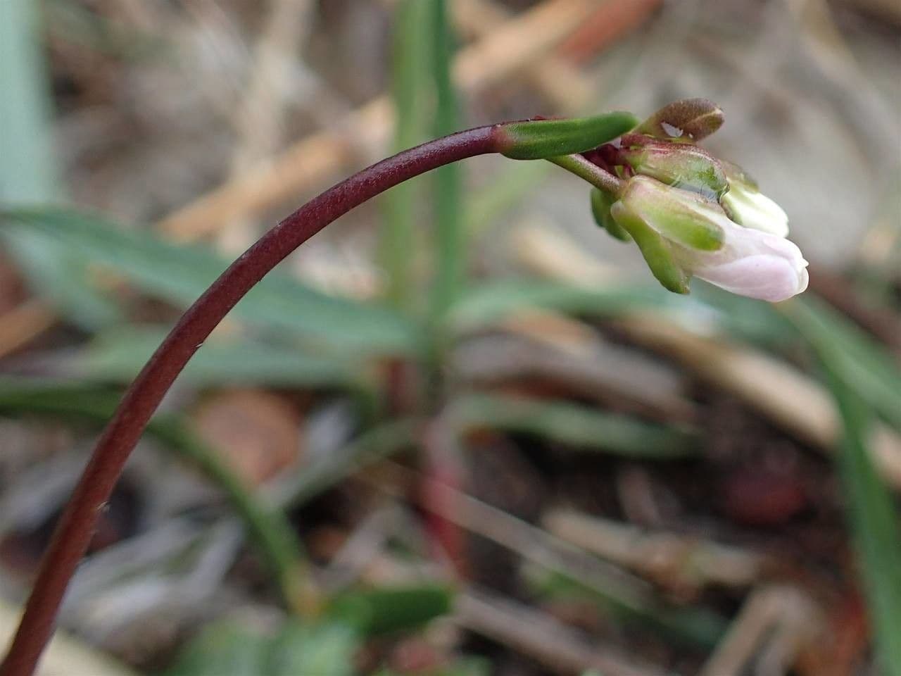 Arabis scabra 3