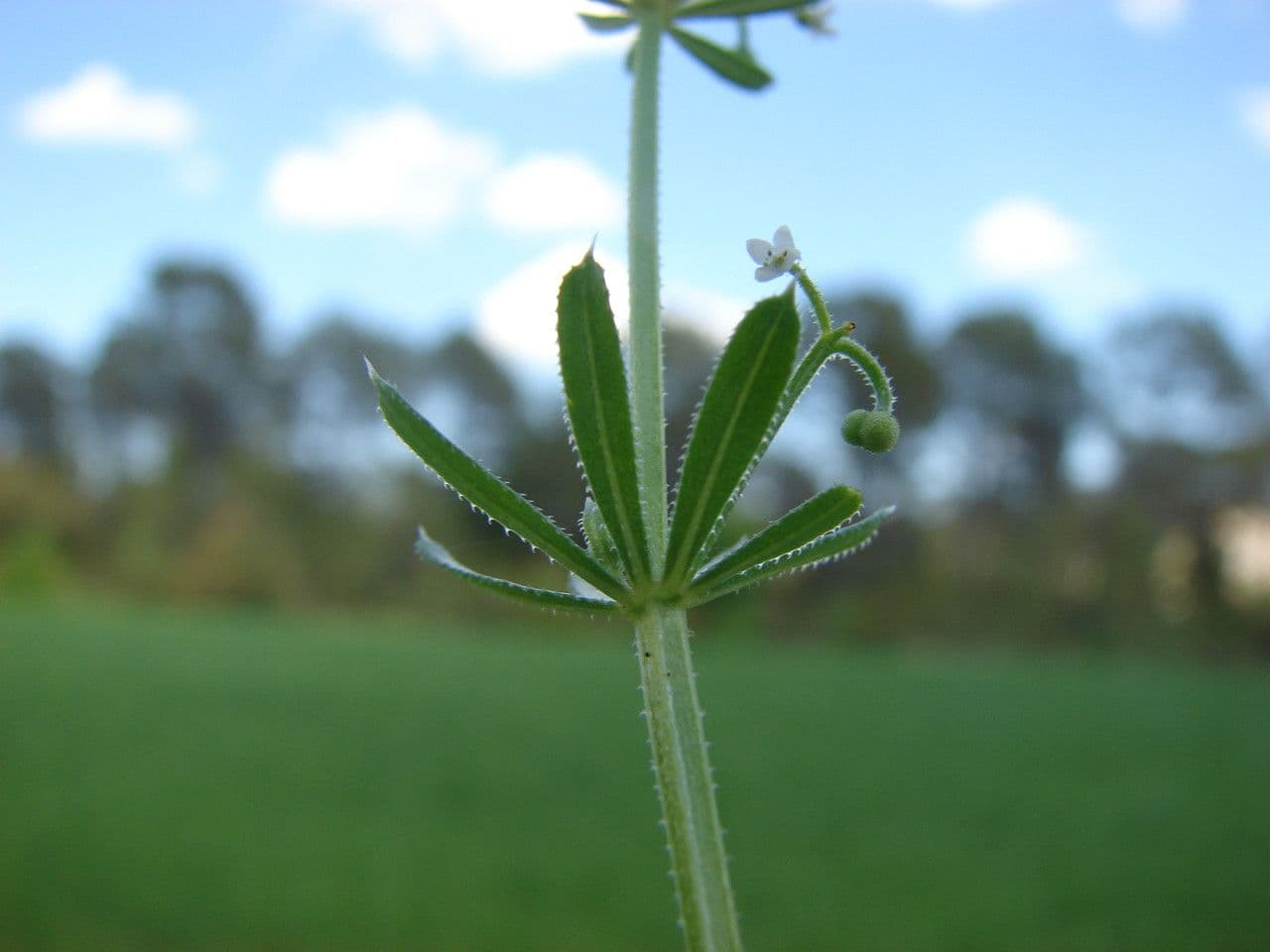 Corn-cleavers 21