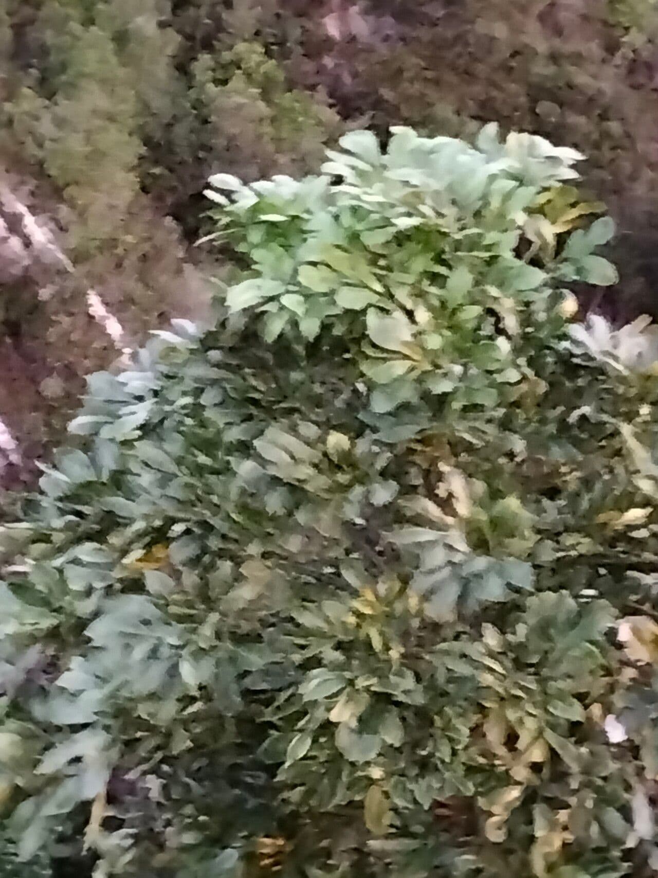Cussonia 3