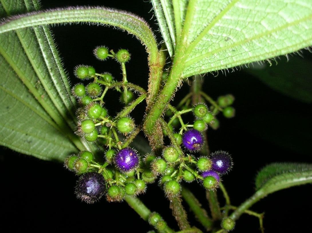 Miconia