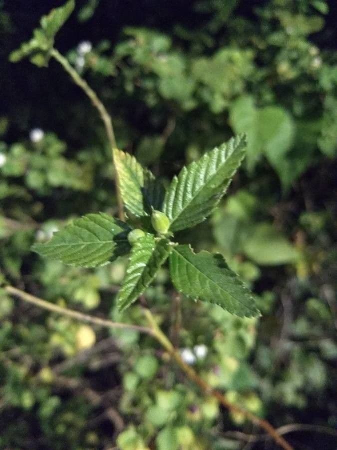 Piriqueta 13