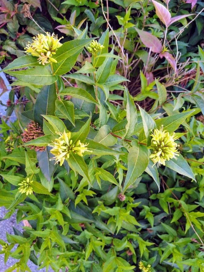 Busch-Honeysuckle 6