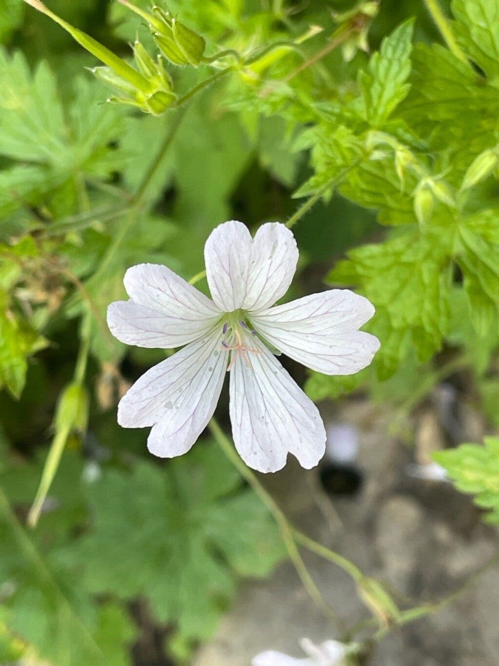 Bocianik 5